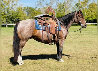 American Quarter Horse, Castrone, 4 Anni, 147 cm, Baio roano