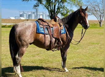 American Quarter Horse, Castrone, 4 Anni, 147 cm, Baio roano