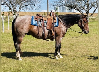 American Quarter Horse, Castrone, 4 Anni, 147 cm, Baio roano