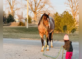 American Quarter Horse, Castrone, 4 Anni, 147 cm, Baio roano