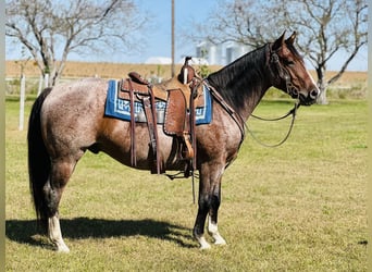 American Quarter Horse, Castrone, 4 Anni, 147 cm, Baio roano