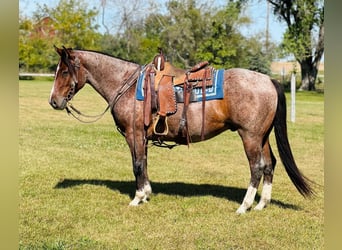 American Quarter Horse, Castrone, 4 Anni, 147 cm, Baio roano