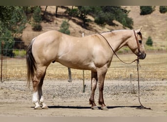 American Quarter Horse, Castrone, 4 Anni, 147 cm, Falbo