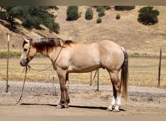 American Quarter Horse, Castrone, 4 Anni, 147 cm, Falbo