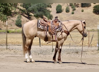 American Quarter Horse, Castrone, 4 Anni, 147 cm, Falbo