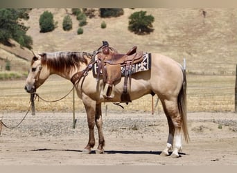 American Quarter Horse, Castrone, 4 Anni, 147 cm, Falbo