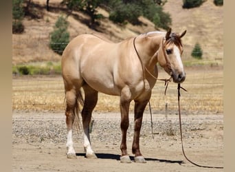 American Quarter Horse, Castrone, 4 Anni, 147 cm, Falbo