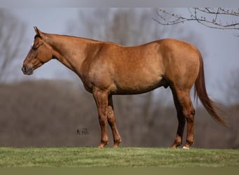 American Quarter Horse, Castrone, 4 Anni, 147 cm, Falbo