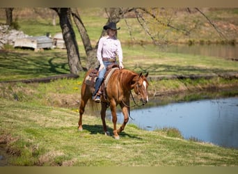 American Quarter Horse, Castrone, 4 Anni, 147 cm, Falbo