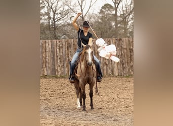 American Quarter Horse, Castrone, 4 Anni, 147 cm, Grigio