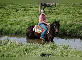 American Quarter Horse, Castrone, 4 Anni, 147 cm, Morello