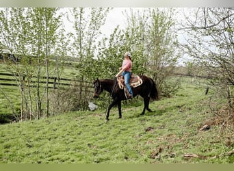 American Quarter Horse, Castrone, 4 Anni, 147 cm, Morello