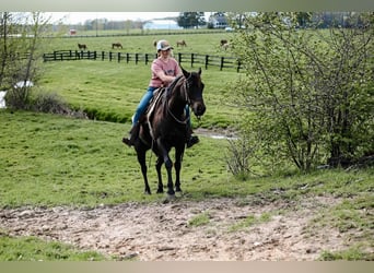 American Quarter Horse, Castrone, 4 Anni, 147 cm, Morello
