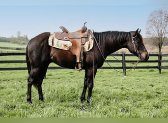 American Quarter Horse, Castrone, 4 Anni, 147 cm, Morello