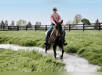 American Quarter Horse, Castrone, 4 Anni, 147 cm, Morello