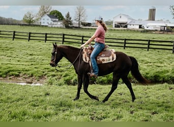 American Quarter Horse, Castrone, 4 Anni, 147 cm, Morello