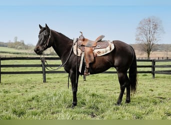 American Quarter Horse, Castrone, 4 Anni, 147 cm, Morello