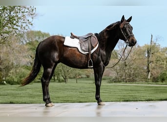 American Quarter Horse, Castrone, 4 Anni, 147 cm, Morello