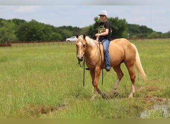 American Quarter Horse, Castrone, 4 Anni, 147 cm, Palomino