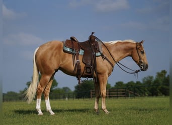 American Quarter Horse, Castrone, 4 Anni, 147 cm, Palomino