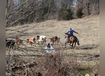 American Quarter Horse, Castrone, 4 Anni, 147 cm, Pelle di daino
