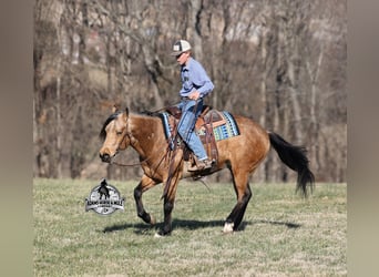 American Quarter Horse, Castrone, 4 Anni, 147 cm, Pelle di daino