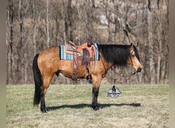 American Quarter Horse, Castrone, 4 Anni, 147 cm, Pelle di daino
