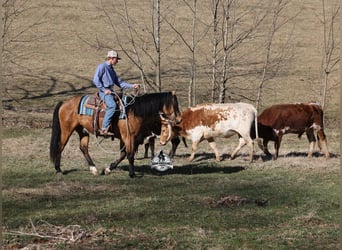 American Quarter Horse, Castrone, 4 Anni, 147 cm, Pelle di daino