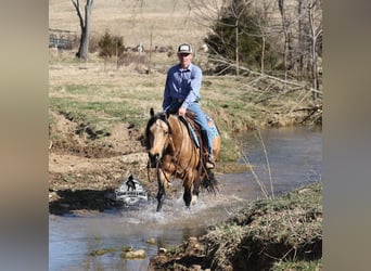 American Quarter Horse, Castrone, 4 Anni, 147 cm, Pelle di daino