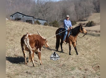 American Quarter Horse, Castrone, 4 Anni, 147 cm, Pelle di daino