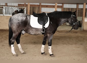 American Quarter Horse Mix, Castrone, 4 Anni, 147 cm, Roano blu