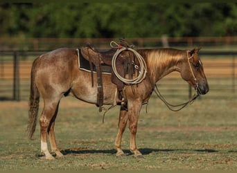 American Quarter Horse, Castrone, 4 Anni, 147 cm, Roano rosso