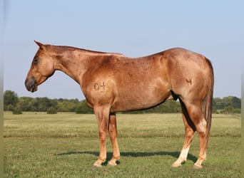 American Quarter Horse, Castrone, 4 Anni, 147 cm, Roano rosso