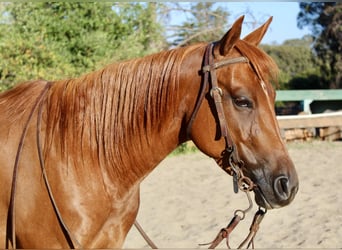 American Quarter Horse, Castrone, 4 Anni, 147 cm, Sauro ciliegia