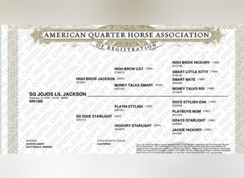 American Quarter Horse, Castrone, 4 Anni, 147 cm, Sauro ciliegia