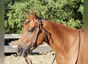 American Quarter Horse, Castrone, 4 Anni, 147 cm, Sauro ciliegia