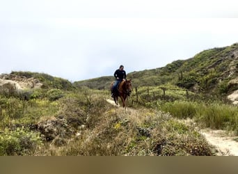 American Quarter Horse, Castrone, 4 Anni, 147 cm, Sauro ciliegia