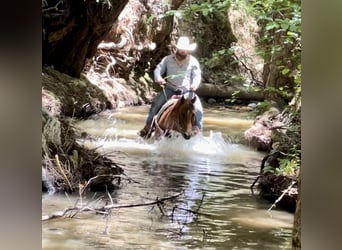 American Quarter Horse, Castrone, 4 Anni, 147 cm, Sauro ciliegia