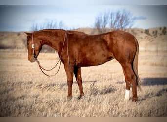 American Quarter Horse, Castrone, 4 Anni, 147 cm, Sauro ciliegia