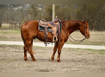 American Quarter Horse, Castrone, 4 Anni, 147 cm, Sauro ciliegia