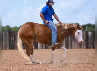 American Quarter Horse, Castrone, 4 Anni, 147 cm, Sauro ciliegia