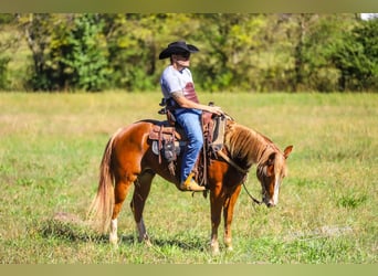 American Quarter Horse, Castrone, 4 Anni, 147 cm, Sauro ciliegia