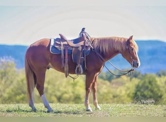 American Quarter Horse, Castrone, 4 Anni, 147 cm, Sauro ciliegia