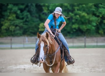 American Quarter Horse, Castrone, 4 Anni, 147 cm, Sauro ciliegia