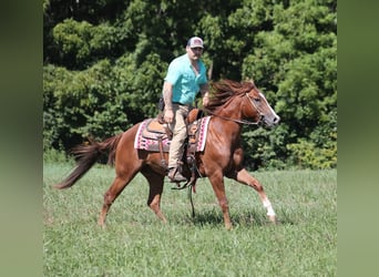 American Quarter Horse, Castrone, 4 Anni, 147 cm, Sauro scuro