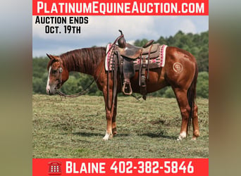 American Quarter Horse, Castrone, 4 Anni, 147 cm, Sauro scuro
