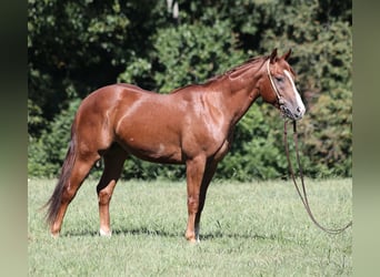 American Quarter Horse, Castrone, 4 Anni, 147 cm, Sauro scuro