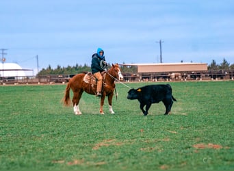 American Quarter Horse, Castrone, 4 Anni, 147 cm, Sauro scuro