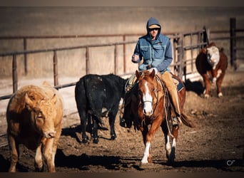 American Quarter Horse, Castrone, 4 Anni, 147 cm, Sauro scuro