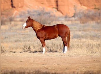 American Quarter Horse, Castrone, 4 Anni, 147 cm, Sauro scuro